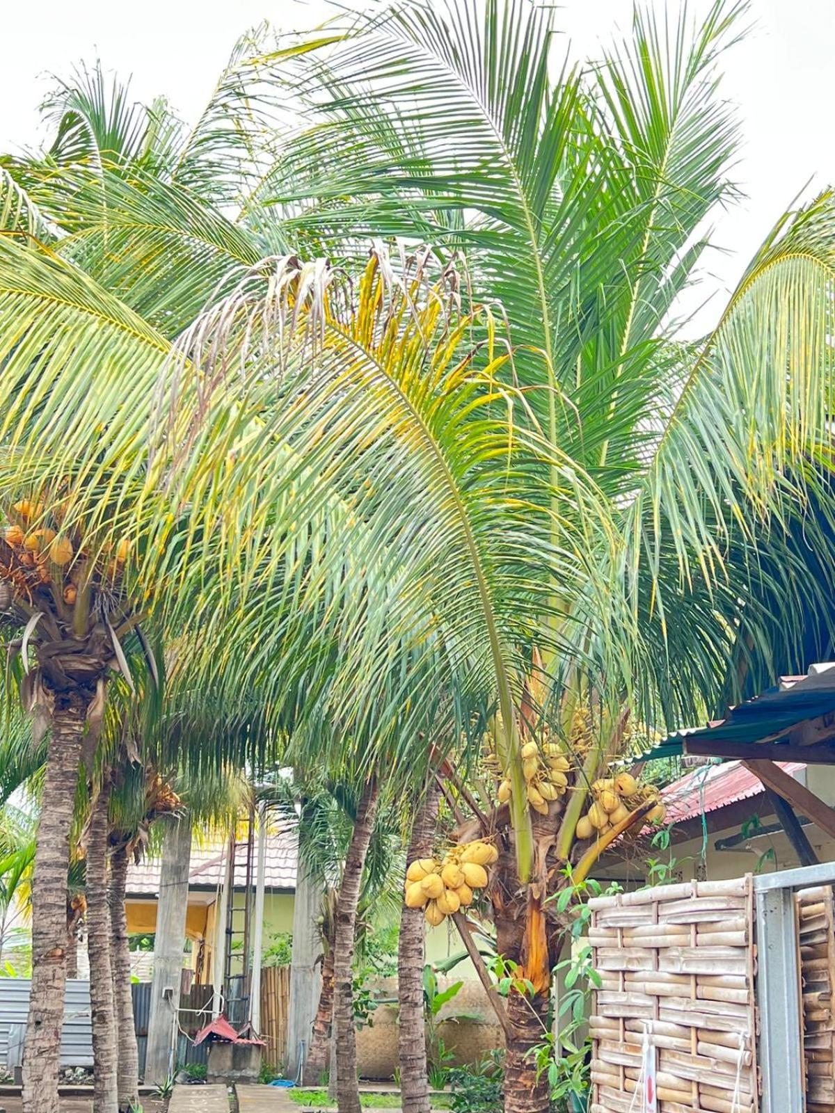 Bias Bungalows กิลิไอร์ ภายนอก รูปภาพ
